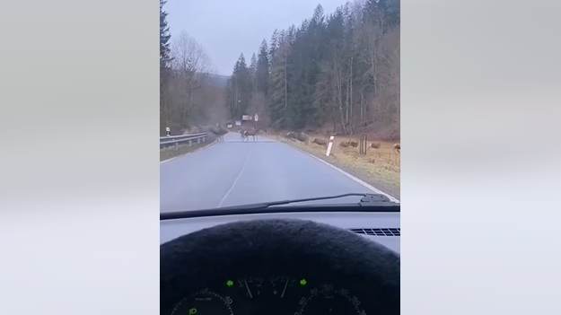RMF Extra: Bieg z przeszkodami? Gigantyczna chmara dzikich zwierząt na drodze! "Niesamowite..." [WIDEO]