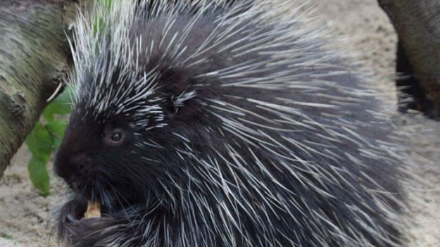 RMF Extra: Ruby i Erso: nowi, uroczy mieszkańcy ZOO w Poznaniu