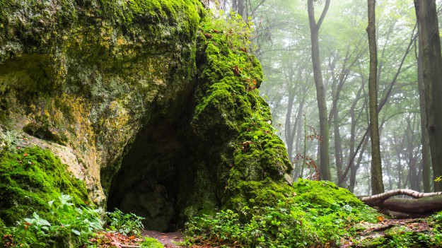 RMF Extra: Norwegia. Turyści znaleźli w lesie 2 mln koron. Policja szuka właściciela pieniędzy