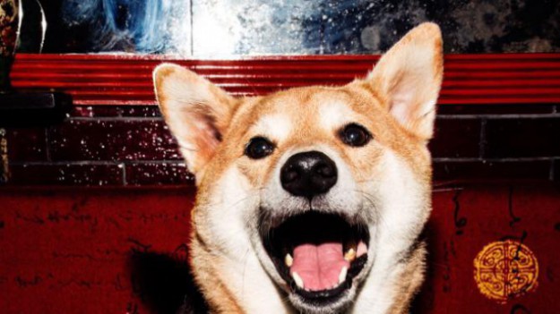 RMF Extra: Pies został modelem. Prezentuje ubrania dla ludzi!