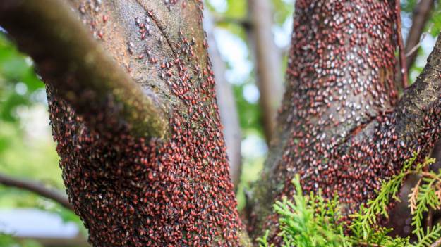 RMF Extra: Uwaga na nowego szkodnika! Pojawił się w Polsce i atakuje drzewa