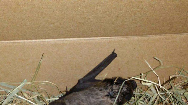 RMF Extra: Mroczek późny: Uwaga może przenosić wściekliznę! 