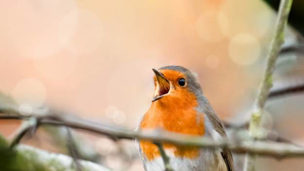 RMF Extra: Ostrzeżenie dla osób mających rudziki w ogrodzie. Wiele osób o tym nie wie