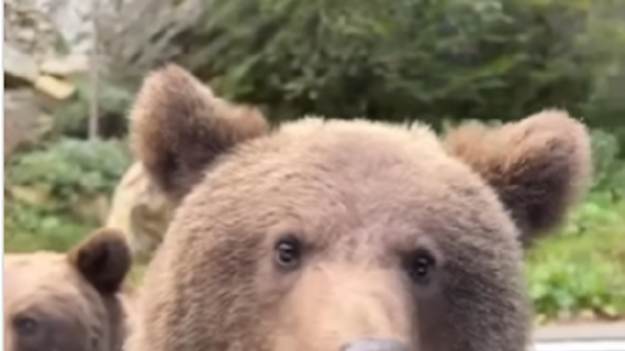 RMF Extra: Chciał dotknąć niedźwiedzia. Miś szybko wybił mu to z głowy... [WIDEO]