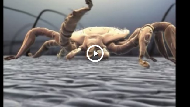 RMF Extra: Czescy naukowcy odkryli, że klesze preferują pewną grupę krwi? Takie są wyniki eksperymentów