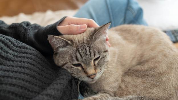 RMF Extra: Kot wchodzi ci na kolana? Oto 6 powodów, dlaczego zachowuje się w ten sposób