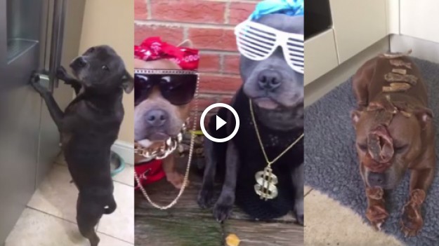 RMF Extra: Psi #MannequinChallenge to najlepsza rzecz, jaką dziś zobaczycie!