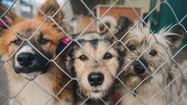RMF Extra: Schronisko dla zwierząt w Mysłowicach zostanie zamknięte. Pilnie potrzebna pomoc w adopcji