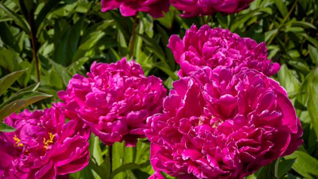 RMF Extra: Pamiętasz ich zapach? 12 kwiatów z ogrodu babci, które musisz mieć u siebie