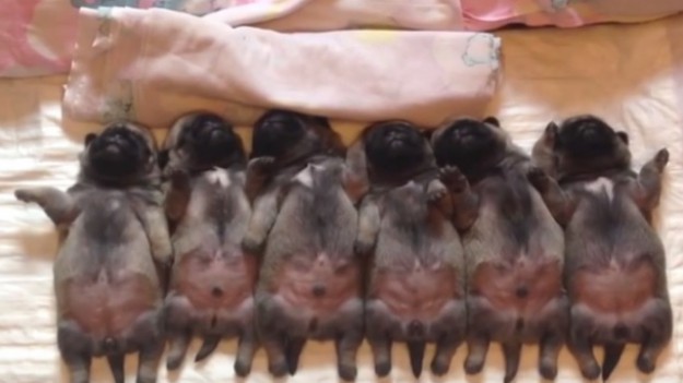 RMF Extra: Tak śpią szczeniaki! 