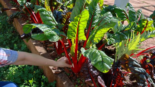 W Chorwacji uwielbiają to warzywo. W Polsce wciąż..