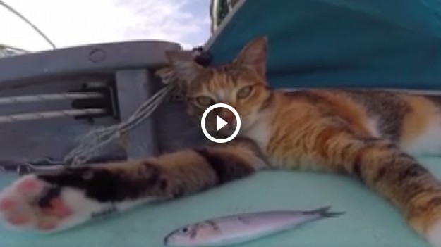 RMF Extra: Kot najlepszym przyjacielem człowieka? 