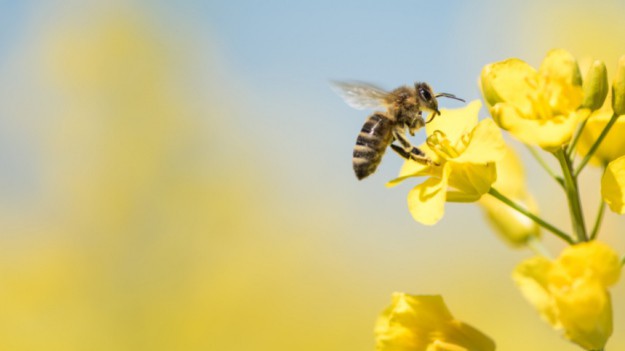 RMF Extra: Zróbmy to razem dla pszczół! Polskie modelki i aktorki w wyjątkowej akcji charytatywnej