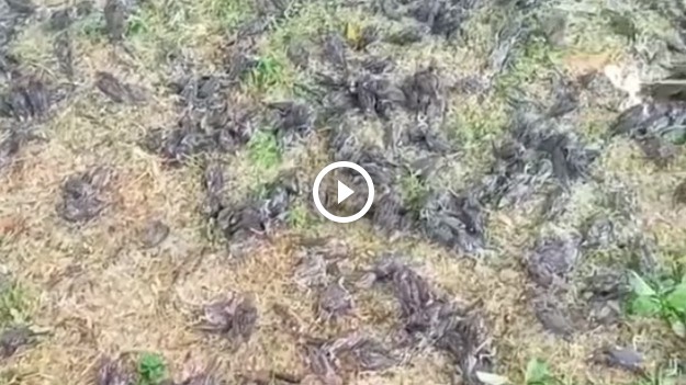 RMF Extra: Setki martwych wróbli. Ptaki spadły z nieba na cmentarz. Co je zabiło? Naukowcy znają przyczynę [WIDEO]