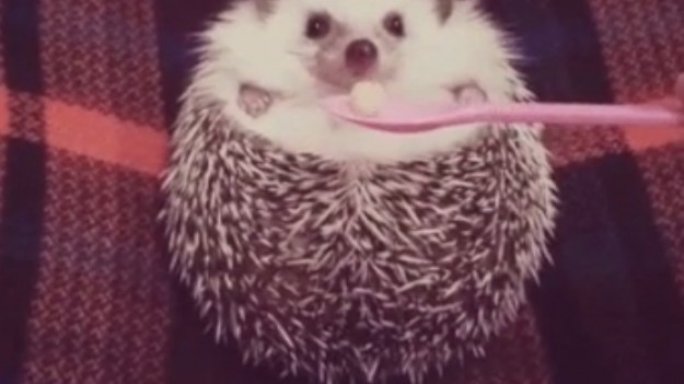 RMF Extra: Kierowca wytrąbiony za spowodowanie korku. "Morda, kur..., jeże idą!"