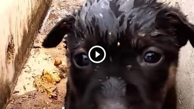 RMF Extra: Piesek umierał w rowie. Mężczyzna zaczął go reanimować. Zwierzę przeżyło! [WIDEO]