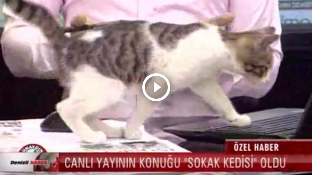 RMF Extra: Bezdomny kot zakłócił program na żywo. Urocze nagranie hitem Internetu!