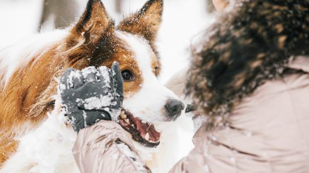 Co robić w zimie z psem? 3 pomysły na zabawy,..