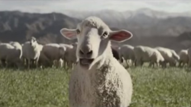 RMF Extra: Owce śpiewają Queen!