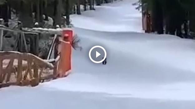 RMF Extra: Mały niedźwiadek na nartostradzie w Tatrach. Szlak na Kasprowy Wierch zamknięty! [WIDEO]