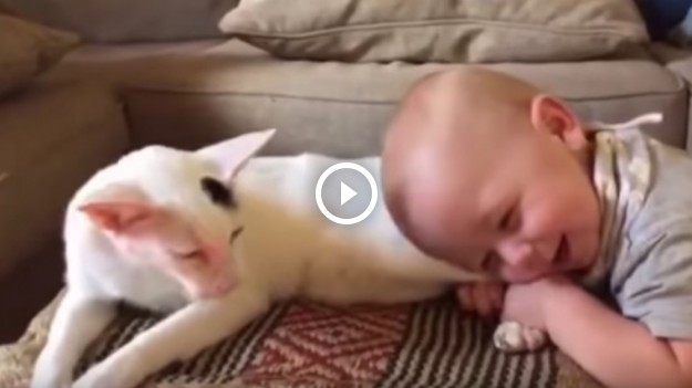 RMF Extra: Zaadoptowali kota i bali się reakcji synka. Gdy zobaczyli to, mogli odczuć ulgę!