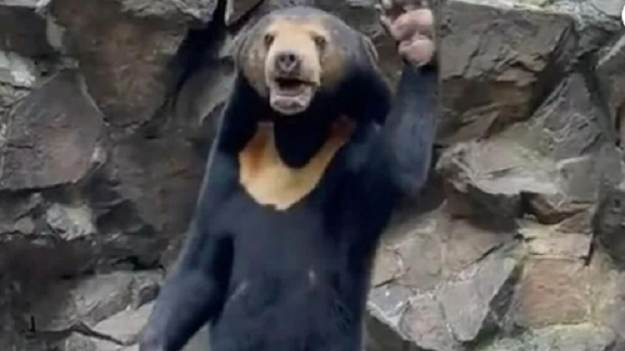 RMF Extra: Nadzwyczajny niedźwiedź o ludzkich cechach czy przebrany człowiek? Rozwiano wątpliwości! Pojawiło się też nowe nagranie [WIDEO]