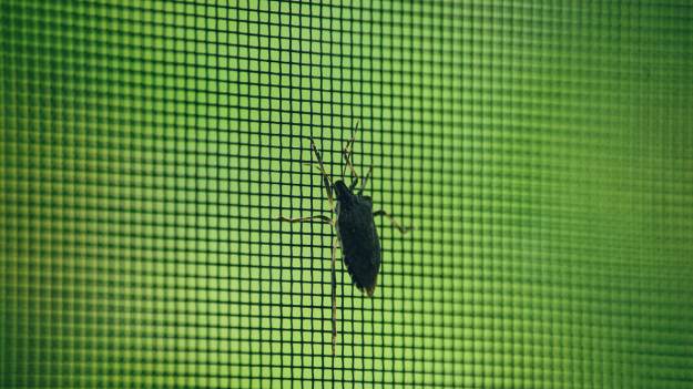 RMF Extra: Ten owad zimą może wpadać do domów. Uważaj – jego nazwa to nie przypadek  