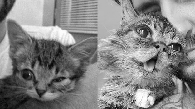 RMF Extra: Lil Bub nie żyje. Słynna kotka była ciężko chora