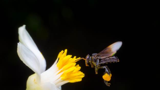 RMF Extra: Po raz pierwszy w historii. Pszczoły zyskały własne prawa  