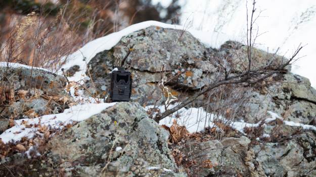 RMF Extra: Dzik utknął w... paśniku! Absurdalny kadr z lasu rozbawił internautów: "Jeżeli czegoś nie wolno, ale bardzo się chce, to można" [FOTO]