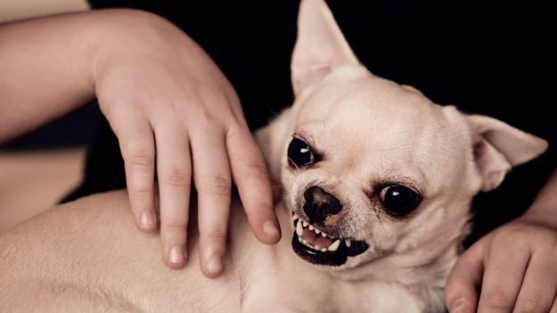 RMF Extra: Twój pies zachowuje się w ten sposób? Trener tłumaczy, co to oznacza