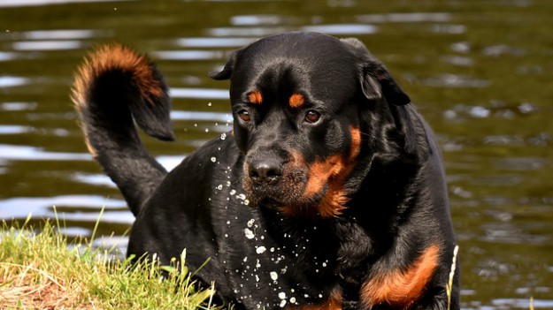 RMF Extra: Większa grzywna za brak smyczy na spacerze z psem: Nowe przepisy weszły w życie
