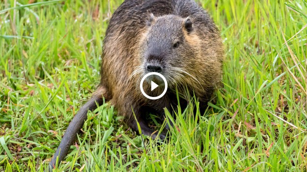 RMF Extra: Agresywny bóbr rzucił się na krowę... Nagranie trafiło do sieci! Gryzoń terrorysta ujęty przez strażaków [WIDEO]