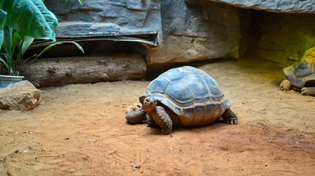RMF Extra: Zmarła ostatnia samica rzadkiego żółwiaka szanghajskiego