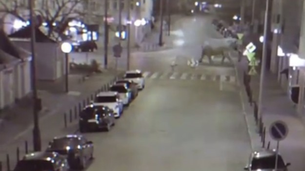 RMF Extra: Co się dzieje? Słoń na wolności przechadza się ulicami Poznania