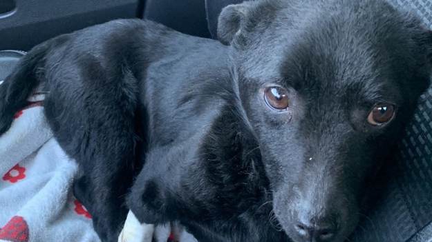 RMF Extra: Ciąglę słyszę: "Poproś". No to proszę: "Smaczki i pieniądze nie rosną na drzewach"