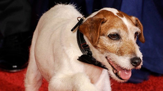 RMF Extra: Uggie, pies z oscarowego filmu "Artysta", nie żyje