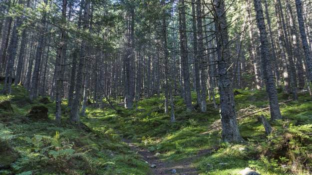 RMF Extra: Sezon na grzybobranie rozpoczęty! Na co warto zwrócić uwagę w gęstwinie?