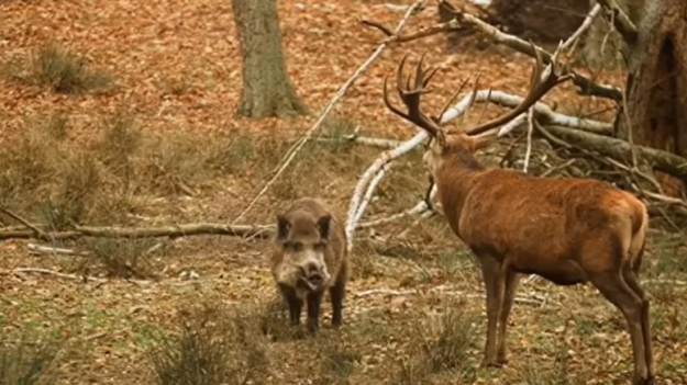 RMF Extra: O czym rozmawia dzik z jeleniem? Nagranie z lasu rozbawiło internautów [WIDEO]