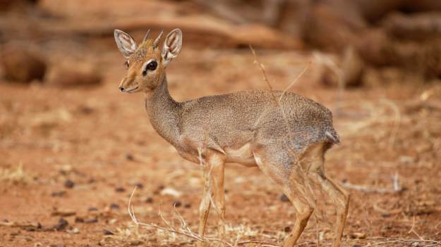 RMF Extra: Wrocławskie ZOO poinformowało oficjalnie. To już pewne
