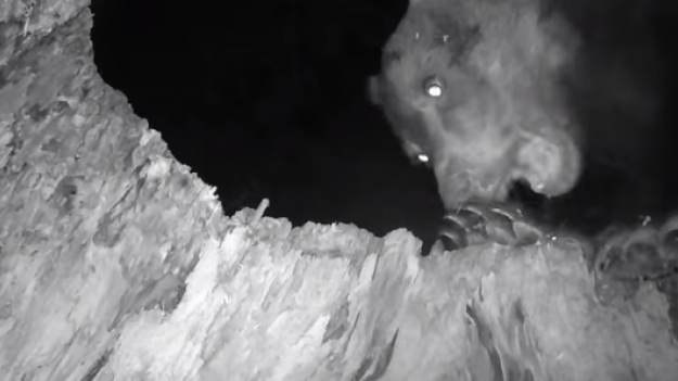 RMF Extra: Niedźwiedź urządził ucztę tuż przy fotopułapce! Internauci żartują: "Zjada upolowanego turystę, który zboczył ze szlaku" [WIDEO]