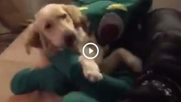 RMF Extra: Przebrał za ulubioną zabawkę swojego psa. Musicie zobaczyć jego reakcję!