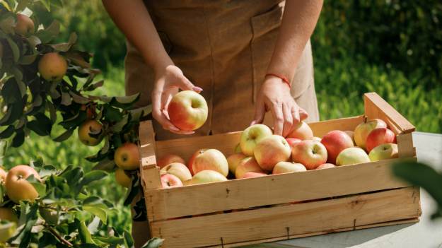 RMF Extra: Tak źle nie było od lat. Dane dotyczące jabłek zaniepokoiły konsumentów 