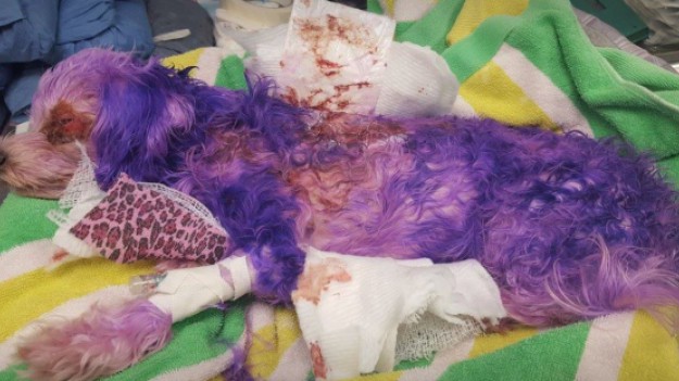 RMF Extra: Prawie zabiła psa farbą do włosów. Chciała żeby był fioletowy...[Uwaga! Drastyczne zdjęcia]