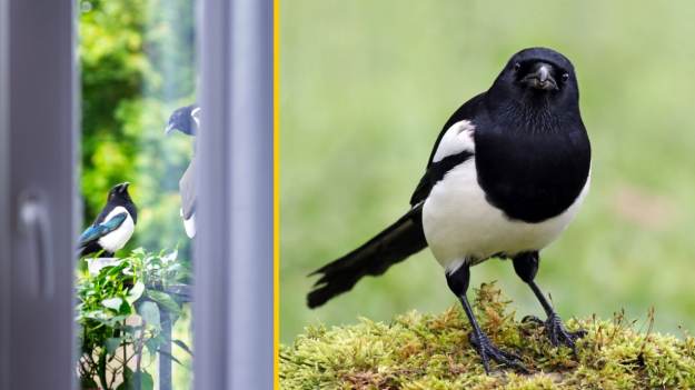 RMF Extra: Dlatego sroka pojawia się na balkonie. To ważny sygnał. Niewielu Polaków wie, co to oznacza