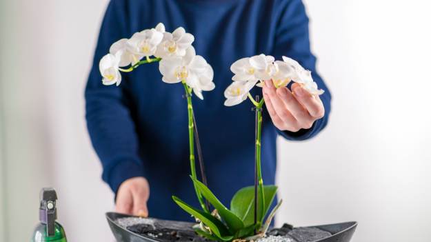 RMF Extra: Przygotowuję taki nawóz raz w miesiącu. Storczyki kwitną jak szalone!