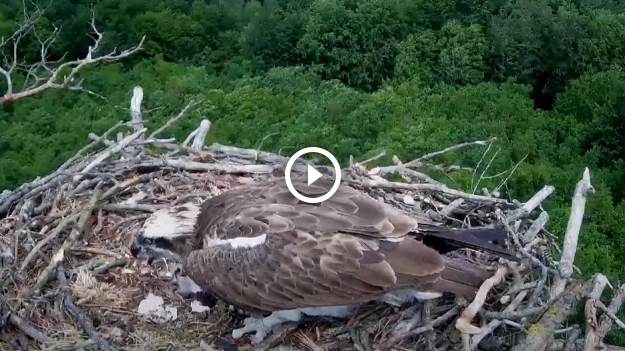 RMF Extra: Tragedia w gnieździe. Po ataku intruza doszło do aktu kanibalizmu: "To pierwszy taki udokumentowany przypadek w Polsce" [WIDEO]