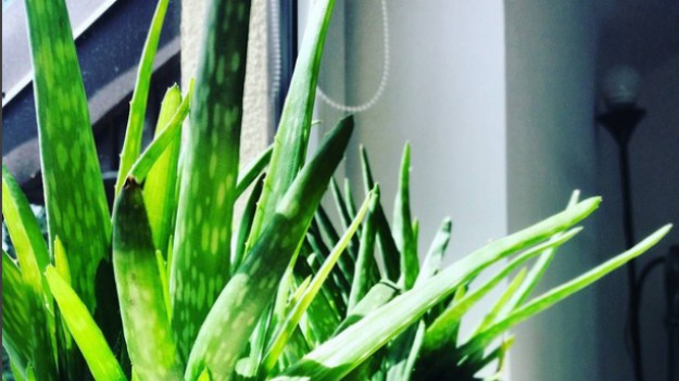 RMF Extra: 5 roślin, które musisz mieć w sypialni by dobrze spać! 