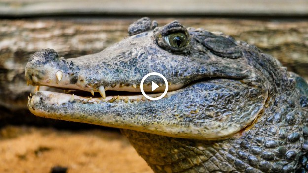 RMF Extra: Aligator spacerował po pasie startowym! 