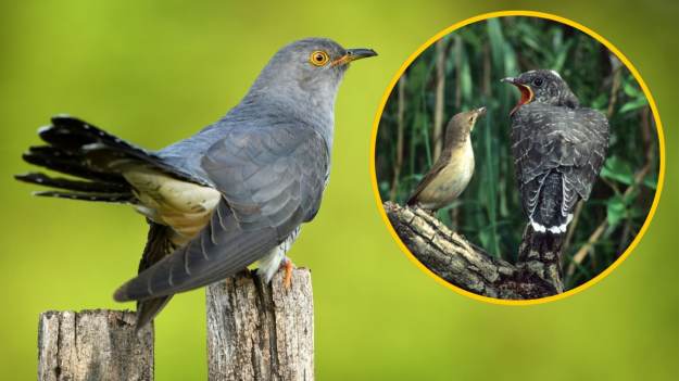 RMF Extra: Ostrzeżenie dla osób mających kukułkę w ogrodzie. Nie wszyscy o tym wiedzą 